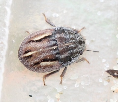 Odontoscelis lineola