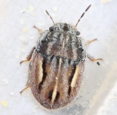 Odontoscelis lineola