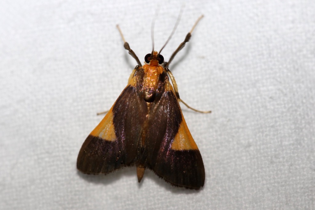 Ulopeza