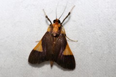 Ulopeza conigeralis