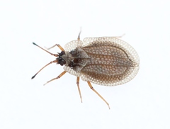 Acalypta carinata