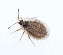 Acalypta carinata