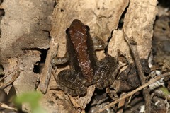 Phrynobatrachus acridoides