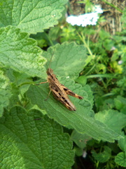 Chorthippus macrocerus