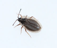 Acalypta carinata