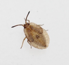 Acalypta carinata
