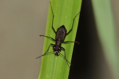 Cylindera kaleea