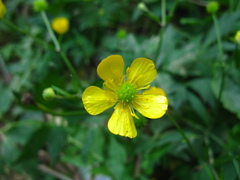 Ranunculus repens