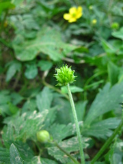 Ranunculus repens