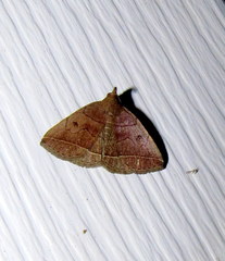 Zanclognatha obscuripennis