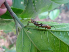 Dysdercus nigrofasciatus
