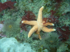 Allostichaster capensis