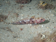 Gobius cruentatus