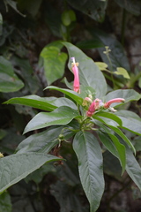 Centropogon cornutus