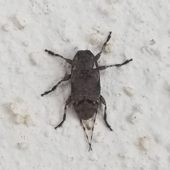 Sternidius mimeticus