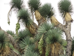 Yucca decipiens