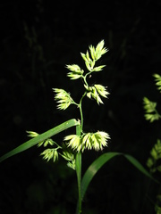 Dactylis glomerata