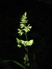 Dactylis glomerata