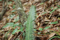 Dioon edule