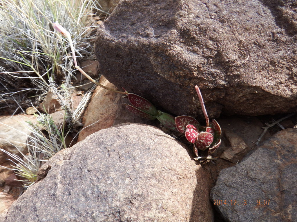 Adromischus trigynus, Central Karoo DC, South Africa