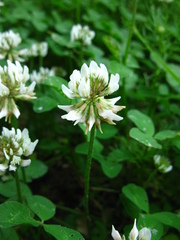 Trifolium repens
