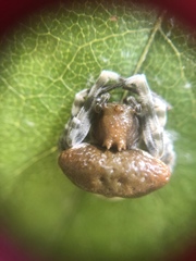 Mastophora phrynosoma