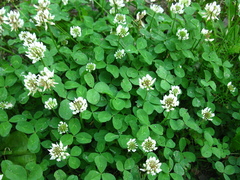 Trifolium repens