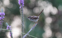Prinia gracilis