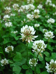 Trifolium repens