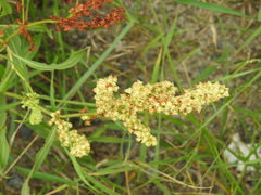Rumex triangulivalvis