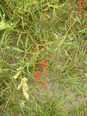 Rumex triangulivalvis