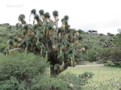 Yucca decipiens