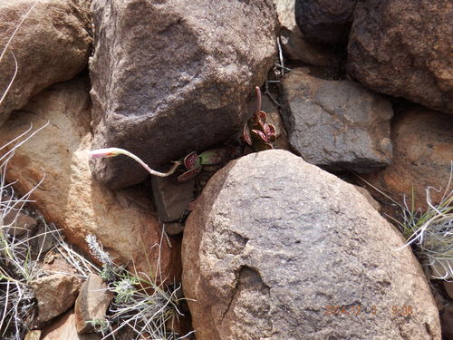 Adromischus trigynus