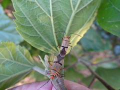 Dysdercus nigrofasciatus