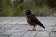 Acridotheres tristis