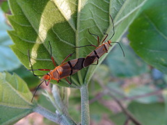 Dysdercus nigrofasciatus