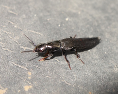 Ocypus fuscatus