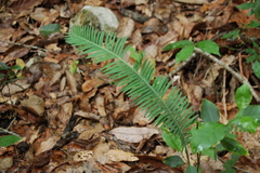 Dioon edule