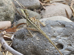 Basiliscus
