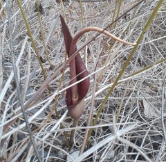 Amorphophallus commutatus