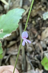 Hylodesmum nudiflorum