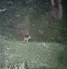 Hydropotes inermis argyropus