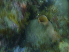 Paramolgula gregaria