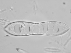Surirella librile