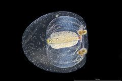 Euphysa