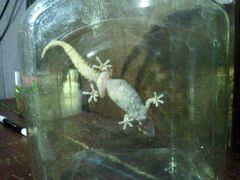 Hemidactylus frenatus