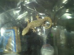 Hemidactylus frenatus