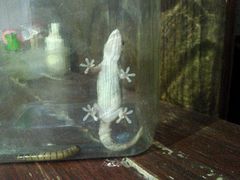 Hemidactylus frenatus