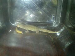 Hemidactylus frenatus