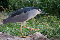Nycticorax nycticorax